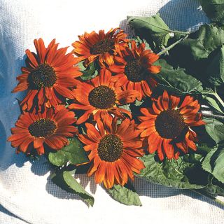 Velvet Queen Sunflower Thumbnail